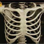Skeleton Decoration Full-Body Posable 67 Inch