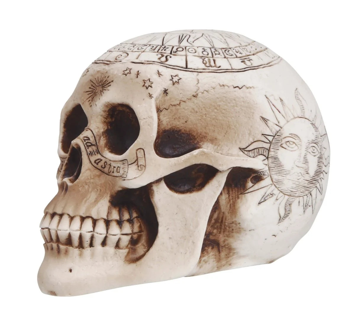 Skull Decoration Tabletop PVC 7.9 Inch