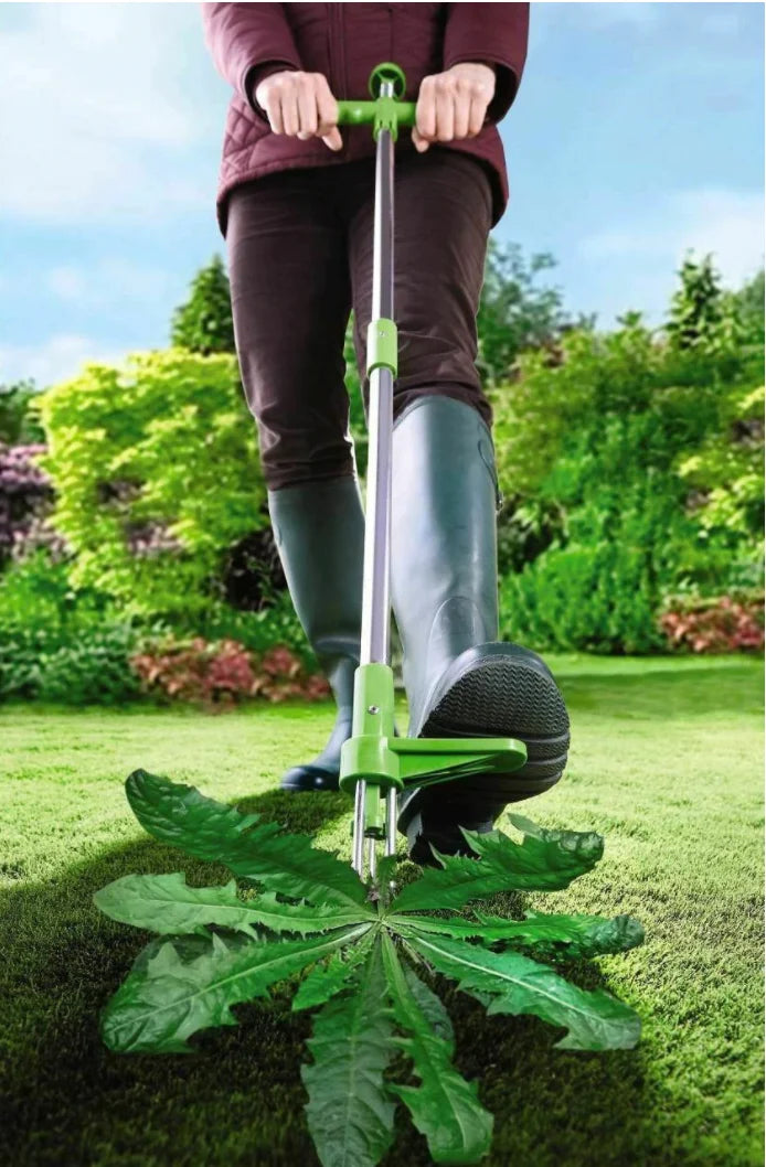 Standing Weed Puller 36 Inch Three-Pronged Spring-Loaded Release